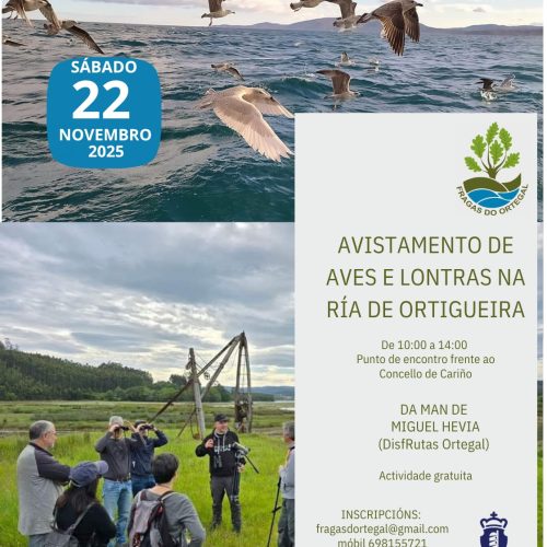 Avistamento de Aves e Lontras na Ría de Ortigueira 22 Novembro 2025