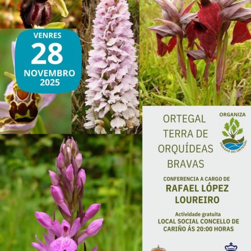 Ortegal Terra de Orquídeas Bravas – 28 Novembro 2025