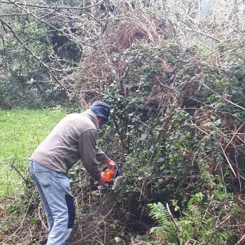 Plantación:  «DE CASTIÑEIROS E LIMPEZA DA FINCA» – Setembro 2023